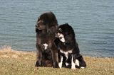 DOGUE DU TIBET 173